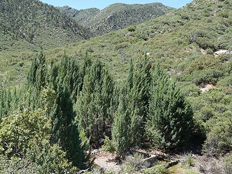Arizona Cypress (Cupressus arizonica)