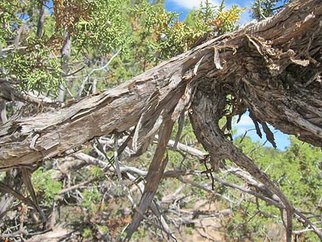 California Juniper (Juniperus californica)