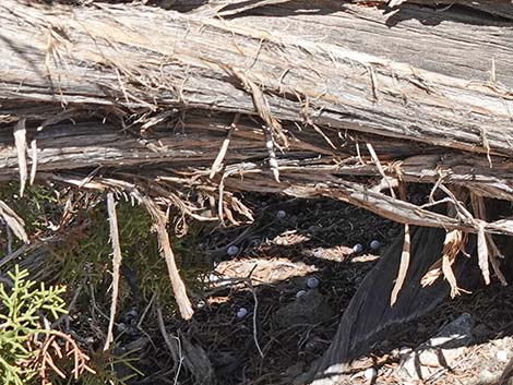 California Juniper (Juniperus californica)