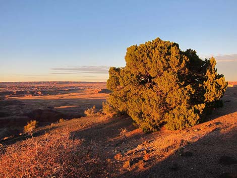 One-Seed Juniper (Juniperus monosperma)