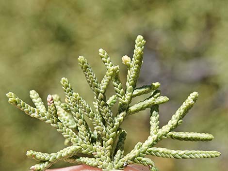 One-Seed Juniper (Juniperus monosperma)