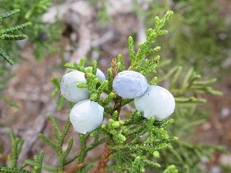 One-Seed Juniper (Juniperus monosperma)