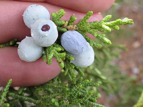 One-Seed Juniper (Juniperus monosperma)