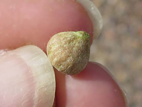 One-Seed Juniper (Juniperus monosperma)