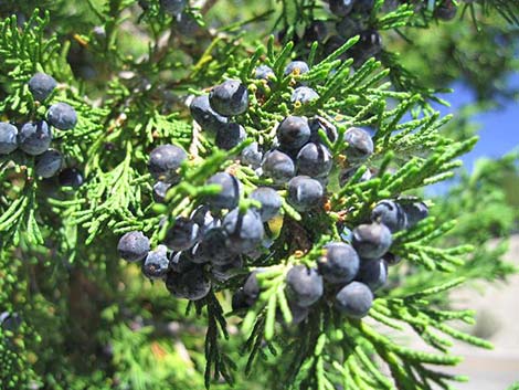 Rocky Mountain Junipers (Juniperus scopulorum)