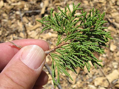 Rocky Mountain Juniper (Juniperus scopulorum)