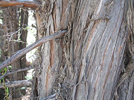 Rocky Mountain Juniper (Juniperus scopulorum)