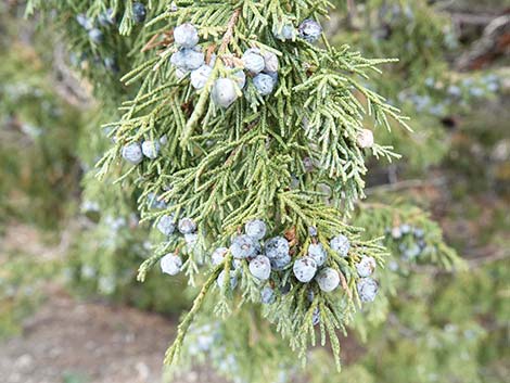 Rocky Mountain Juniper (Juniperus scopulorum)