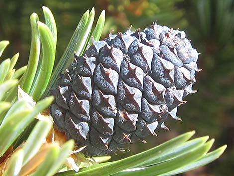 Southern Foxtail Pine (Pinus balfouriana austrina)