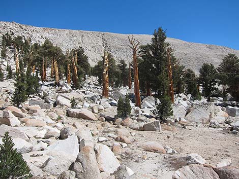 Southern Foxtail Pine (Pinus balfouriana austrina)