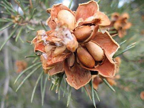 Singleleaf Pinyon Pine (Pinus monophylla)