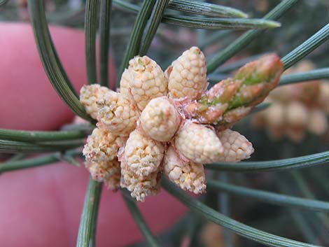 Singleleaf Pinyon Pine (Pinus monophylla)