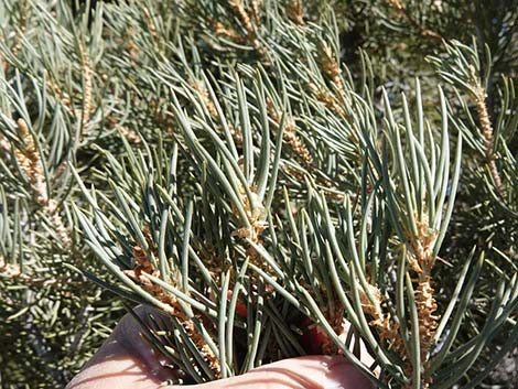 Singleleaf Pinyon Pine (Pinus monophylla)