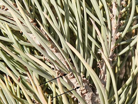 Singleleaf Pinyon Pine (Pinus monophylla)