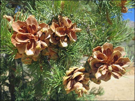 Singleleaf Pinyon Pine (Pinus monophylla)