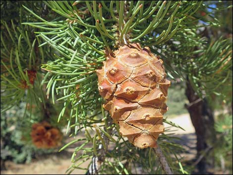 Singleleaf Pinyon Pine (Pinus monophylla)