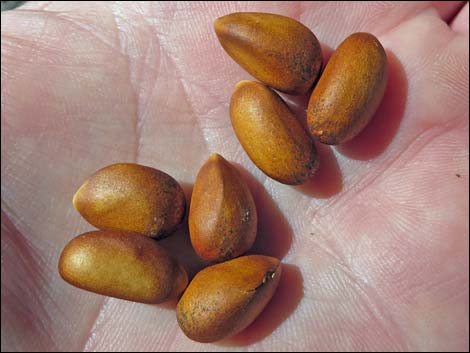 Singleleaf Pinyon Pine (Pinus monophylla)