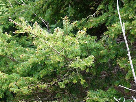 Douglas Fir (Pseudotsuga menziesii)