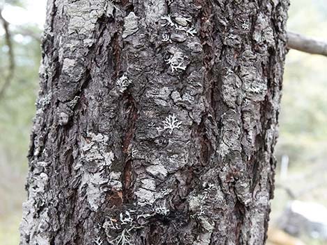 Douglas Fir (Pseudotsuga menziesii)