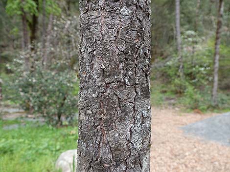 Douglas Fir (Pseudotsuga menziesii)