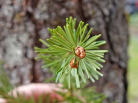 Douglas Fir (Pseudotsuga menziesii)