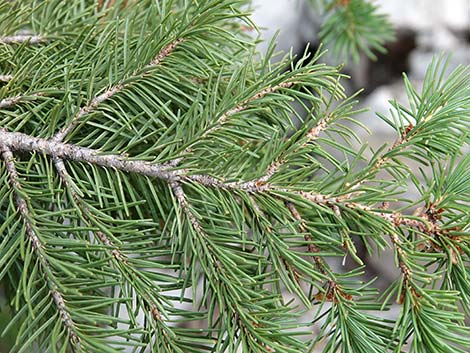 Douglas Fir (Pseudotsuga menziesii)