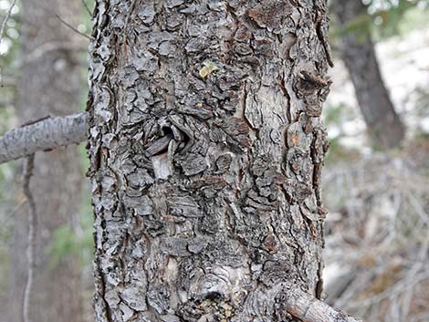 Douglas Fir (Pseudotsuga menziesii)