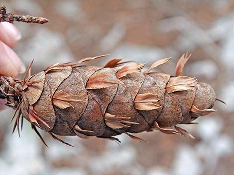 Douglas Fir (Pseudotsuga menziesii)