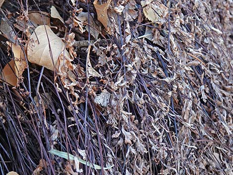 Common Maidenhair Fern (Adiantum capillus-veneris)