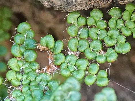 Coville's Lipfern (Cheilanthes covillei)