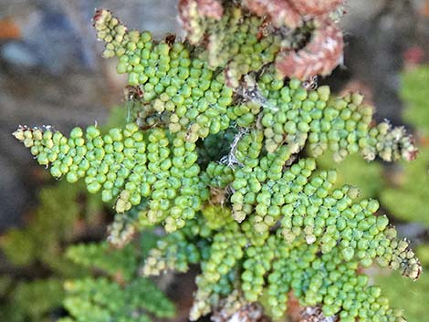 Coville's Lipfern (Cheilanthes covillei)