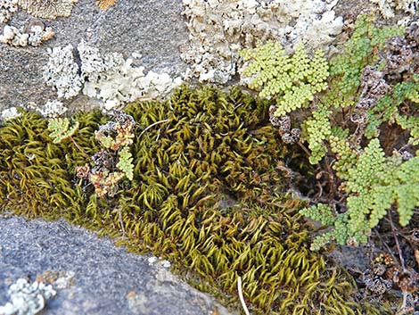 Coville's Lipfern (Cheilanthes covillei)