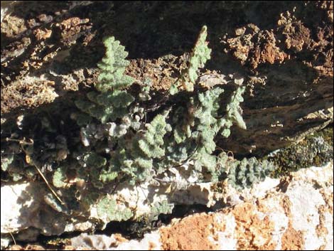 Parry's Lipfern (Cheilanthes parryi)