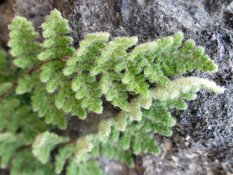 Parry's Lipfern (Cheilanthes parryi)