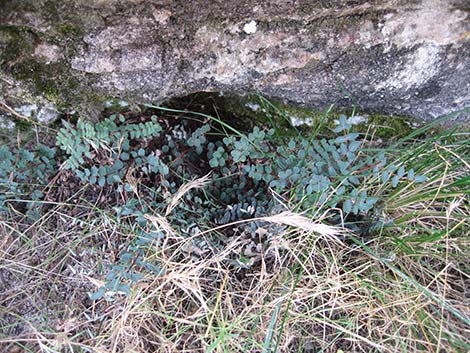 Spiny Cliffbrake (Pellaea truncata)