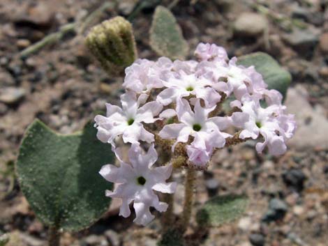 Desert Sand Verbena (Abronia villosa)