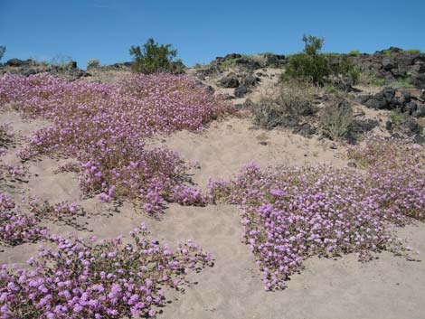 Desert Sand Verbena (Abronia villosa)