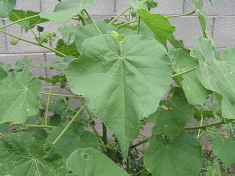 Velvetleaf (Abutilon theophrasti)