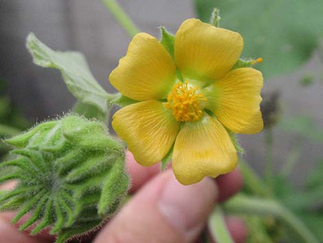 Velvetleaf (Abutilon theophrasti)