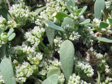 Frost Mat (Achyronychia cooperi)