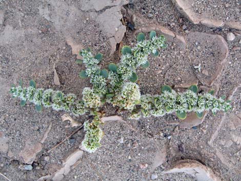 Onyxflower (Achyronychia cooperi)