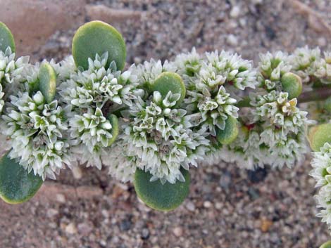 Onyxflower (Achyronychia cooperi)