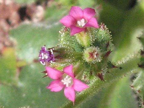 Broadleaf Gilia (Aliciella latifolia)