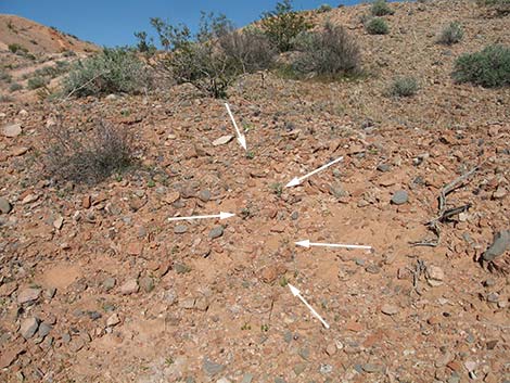 Three-corner Milkvetch (Astragalus geyeri var. triquetrus)