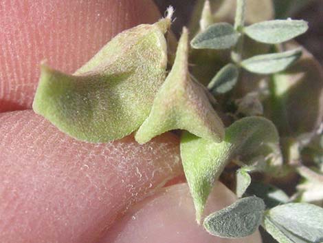 Three-corner Milkvetch (Astragalus geyeri var. triquetrus)