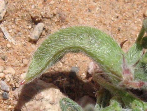 Nye Milkvetch (Astragalus nyensis)