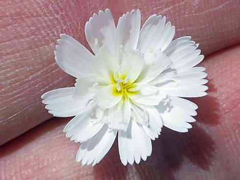 Gravel Ghost (Atrichoseris platyphylla)