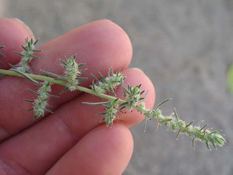 Fivehorn Smotherweed (Bassia hyssopifolia)