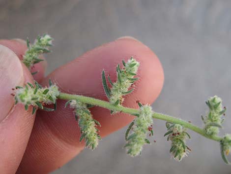 Fivehorn Smotherweed (Bassia hyssopifolia)