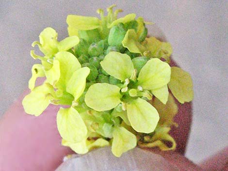 Black Mustard (Brassica nigra)